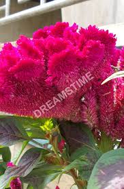 Celosia Cristata Red Color Cockscomb Flowers Flowers Color Image