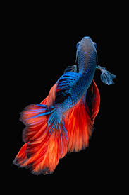 Betta Fish By Kidsada Manchinda Photo 136749443 500px Betta Fish Types Siamese Fighting Fish Fish Painting