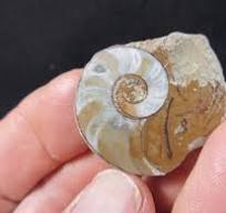 Goniatite hétéromorphe, céphalopode goniatite primitive ...