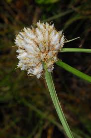 Image result for Cyperus obtusiflorus