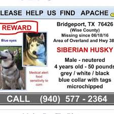 Male Blue Eyes Black And White Husky Pin On Lost And Found Siberian Huskies