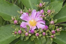 Image result for Pereskia