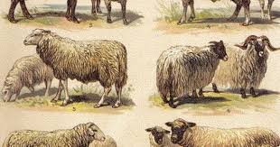 Merino Sheep Breeds 1901 Sheep Breeds Merino Rambouillet Shropfshire Negretti And More Sheep Breeds Sheep Art Sheep Illustration