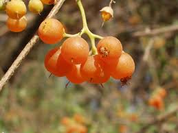 Image result for Cordia sinensis