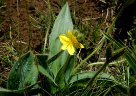 Image result for Hypoxis angustifolia