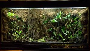 Pics My New Constructed Vivarium Dendroboard Vivarium Aquarium Landscape Reptile Terrarium