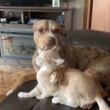 Funny Video Of A Dog Giving A Cat A Bath Popsugar Pets