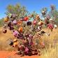 Alice Springs Beanie Festival 2026 | LAST EVER event image