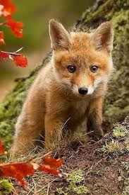 What Does The Little Fox Say Animals Animals Beautiful Animal Photo