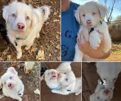 Super snuggly, needs active family, lots of puppy energy. December 2020 Rocker Puppy Rescue Sponsorships Deaf Dogs Rock