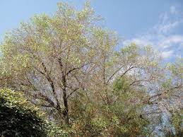 Bark and leaves of sumac trees are a rich way of tannins utilized for the tanning of cowhide. Xtremehorticulture Of The Desert African Sumac Yellow Leaves And Leaf Drop
