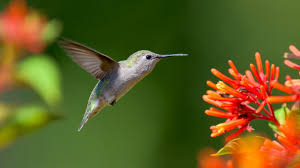 Height for these perennials can average anywhere from 2 to 8 feet tall, depending on variety. Zone 9 Hummingbird Plants How To Attract Hummingbirds In Zone 9 Gardens