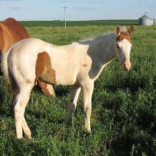 Medicine Hat Horses For Sale