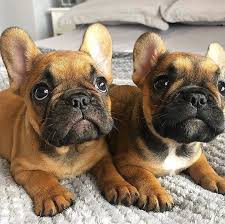 French Bulldog In 2020 French Bulldog Puppies Bulldog Puppies Bulldog