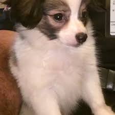 10028 cross creek blvd, tampa, fl 33647. Affordable Veterinary Care Center 26 Reviews Veterinarians 36400 Groesbeck Hwy Charter Township Of Clinton Mi Phone Number