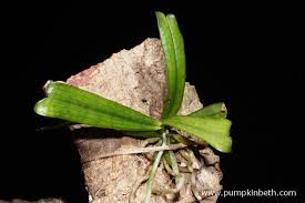 Image result for Aerangis kirkii