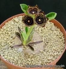 Image result for Ceropegia buchananii