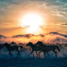 Kayseri Turkey By Orhan Ozcaki Resimler Evcil Hayvanlar Hayvan