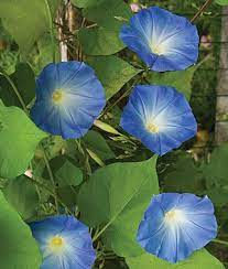 Heavenly Blue Morning Glory Seeds And Plants Annual Flower Garden At Burpee Com Morning Glory Seeds Blue Morning Glory Morning Glory Flowers
