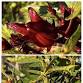 Sorrel and Pigeon Peas Caribbean Festival
