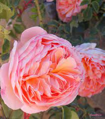 They also have the wonderful natural ability to flower from the top of the plant all the way down to the base, so their fragrance can be enjoyed at close quarters. Princess Margret Fragrant Climbing Roses Photograph By Anastasia Savage Ealy