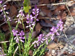 Image result for Polygala senensis