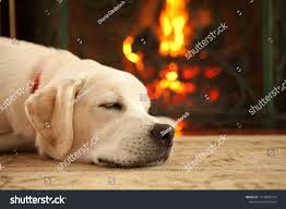 A Yellow Labrador Retriever Puppy Sleeping In Front Of A Roaring Fire Retriev Yellow Labrador Retriever Labrador Retriever Puppies Labrador Retriever