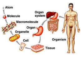 The stages of cell division are complex and subtle. Cell Organization I Human Anatomy Quiz Quizizz