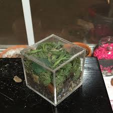 Did you make this project? Real Life Minecraft Block Also A Terrarium Terrarium Succulents Minecraft Blocks