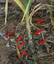 Do you know how to recognize when to harvest garlic? When Is The Right Time To Harvest Garlic Garden Org