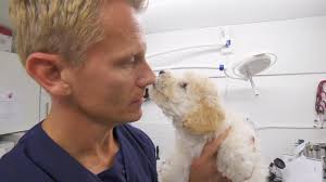 I wanna hear all of the doggo nicknames. This is Tucker, his nickname is  Mr. Tuckerson Buckerson 🐶❤️🐶 (Nose is EXTREMELY boopable)