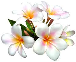 Frangipani 14 Frangipani Galerij Flower Clipart White Flower Png Flower Painting