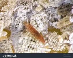 Image result for Mealybug cucumber