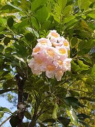 Image result for Radermachera