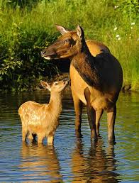 Mama Elk And Calf Wildlife Animals Elk Pictures Animals Wild