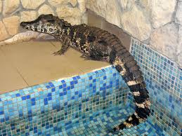 We did not find results for: Paleosuchus Trigonatus Smooth Fronted Caiman In Krokodilvil