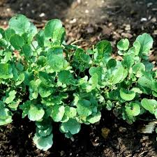 Barbarea Verna Ou Barbarea Praecox Cresson De Terre Panache Variegata Cresson Jardins Plante