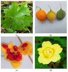 Image result for Momordica foetida