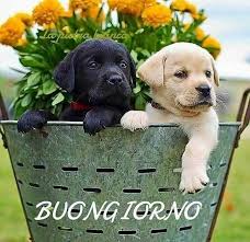 Pin Di Sarasera Su Buongiorno1 Buongiorno Buongiorno Immagini Buongiorno Divertente