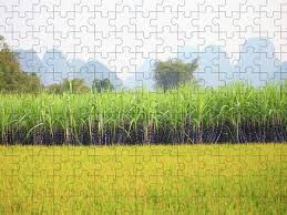 Maybe you would like to learn more about one of these? Cane Jigsaw Puzzles For Sale