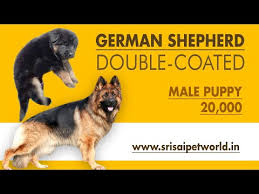 Maybe you would like to learn more about one of these? Double Coated German Shepherds Buy German Shepherd Alsatian Dogs On Sale Shepherd In India
