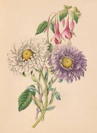 Get directions, reviews and information for flowers by frances in clearwater, fl. Frances Sargent Osgood And The Language Of Flowers A 19th Century Literary Genre Of Floriography And Floral Poetry Biodiversity Heritage Library