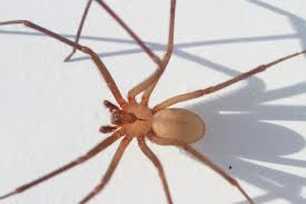 They'll also advise you on the best treatment to get rid of brown recluse spiders. Brown Recluse Control How To Get Rid Of Spiders Rose Pest Solutions