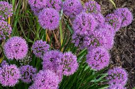 If ornamental alliums are so practical and attractive, how could there be any problems with ornamental alliums in the garden? Alliums Create Landscape Interest Missouri Environment And Garden News Article Integrated Pest Management University Of Missouri