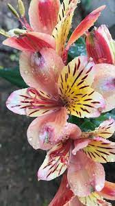 Pin On Wedding Flowers