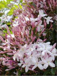 With its beautiful flowers, its evergreen leaves and its climbing growth, it has many. 6 Dog And Cat Friendly Household Plants Hot Diggity Dog Walking Pet Sitting