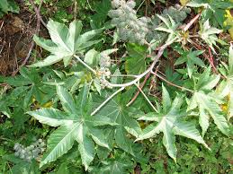 Image result for Ricinus communis