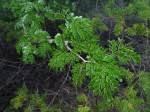 Image result for Acacia welwitschii
