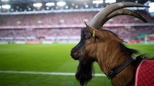 ↑ wed jul 28, 2021 1:22 pm i do find that players who request a transfer get fewer bids than ones who i transfer list. Tierschutzorganisation Peta 1 Fc Koln Soll Sich Von Geissbock Hennes Trennen