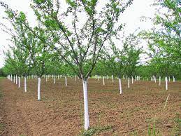 What is a plum tree? Plum Tree Problems What To Do When A Plum Tree Fails To Bear Fruit